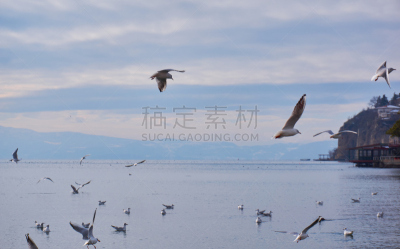 海鸥,奥理德湖,可爱的,自由,野生动物,天鹅,动物,鸟类,海岸线,湖