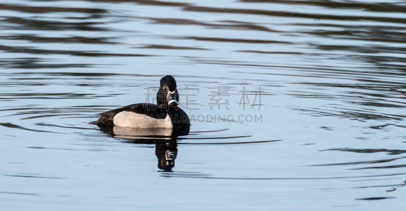 环颈鸭,公鸭,雄性动物,春天,鸭子,水鸟湖,呷呷叫,水,水平画幅,无人