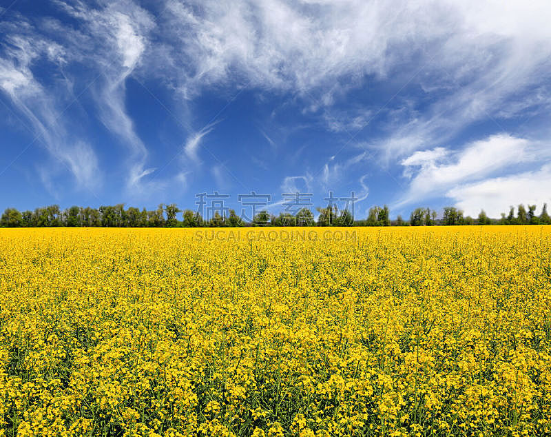 黄色,油菜花,草地,天空,水平画幅,无人,夏天,户外,农作物,田地