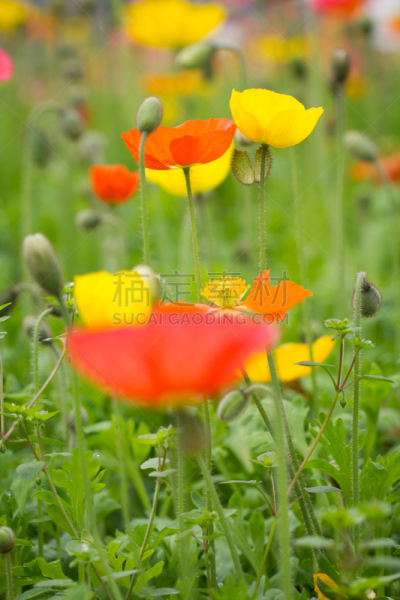 自然,垂直画幅,草地,无人,野生植物,特写,野花,春天,彩色图片,牧场