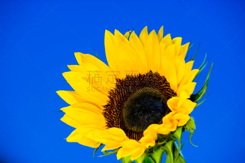 向日葵,common madia,common sunflower,向日葵籽,温带的花,枝繁叶茂,纯净,夏天,完美,仅一朵花