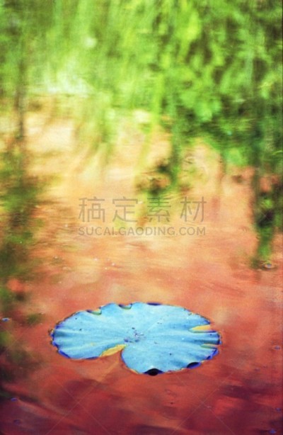 叶子,富营养化水体,白睡莲,大波司咯,根状茎状植物,全貌,碱,红色背景,垂直画幅,正面视角