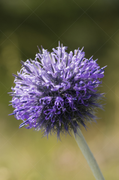 海冬青树,仅一朵花,Flat Sea Holly,苍耳属,伞形科,垂直画幅,美,无人,生物学,特写