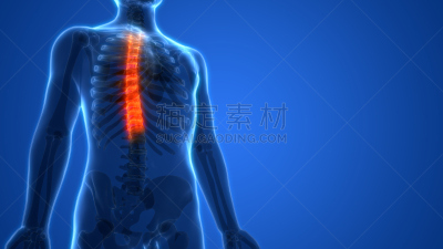 人类骨架,胸椎,椎骨,柱子,脑部,股骨,腓骨,尺骨,绘画插图