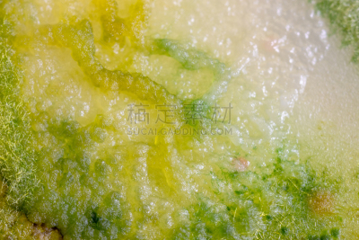 背景,真菌,大群动物,藻类,个性,皮氏培养皿,生物学,微生物学,风险,显微镜