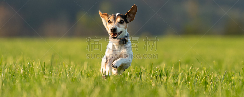 草地,杰克拉瑟短腿犬,夏天,动物背脊,轻的,平衡折角灯,在上面,纯种犬,狗,哈巴狗