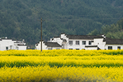 自然美,春天,中国,油菜花,婺源,田地,江西省,莫斯特,著名景点,梯田