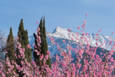 樱桃,雪,泉,山脉,天空,美,塞雷,水平画幅,樱花,无人