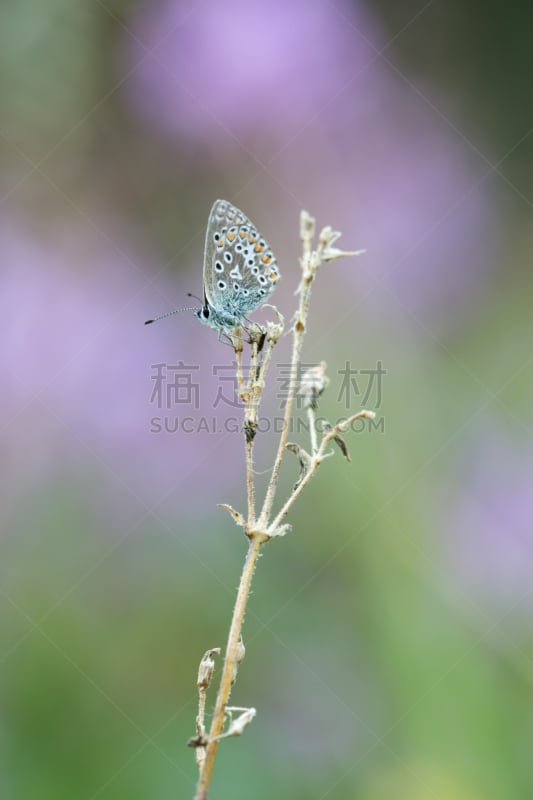 普通蓝蝴蝶,鹭管鱼,植物群,干的,伊卡洛斯,灰蝶科,垂直画幅,无脊椎动物,褐色,休息