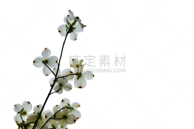 山茱萸,白色,花朵,山茱萸花,开花的山茱萸,箭木,选择对焦,留白,水平画幅,无人
