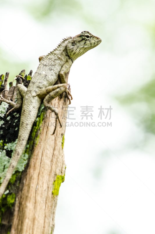 爬行纲,石龙子,壁虎,动物的鳞,动物躯干,垂直画幅,褐色,注视镜头,尖的,蜥蜴