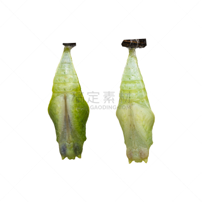 白色,僵鸟,蝴蝶,茧,鹭管鱼,分离着色,石墨,生物学,安全,青蝇