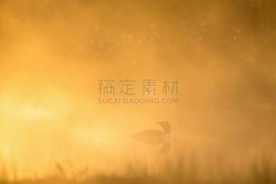 早晨,光,红喉潜鸟,水,水平画幅,无人,鸟类,野外动物,夏天,户外