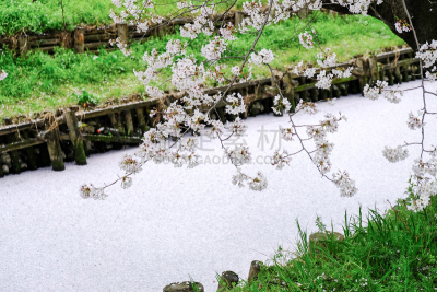 川越,崎玉县,日本,春天,河流,花瓣,樱之花,吉野樱花,花见节,运河