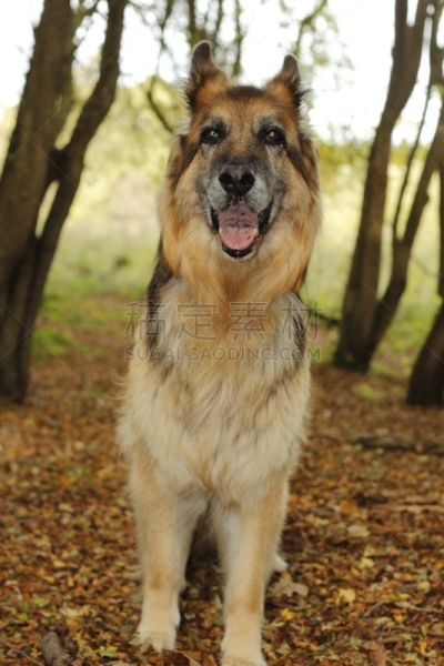 德国牧羊犬,秋天,森林,纯种犬,遛狗师,英国,狗,英格兰,一只动物,哺乳纲