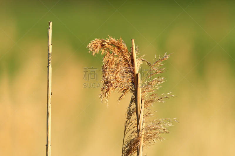 鸽子,房屋,家畜,屋顶,枯萎的,死亡的植物,水,公园,水平画幅,无人
