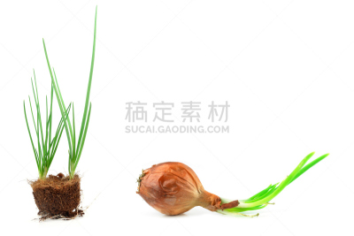 秧苗,白色背景,分离着色,树苗,洋葱,大于号,自然,水平画幅,无人,泥土