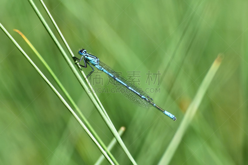 自然,大特写,蓝蜻蜓,自然美,褐色,水平画幅,英格兰,夏天,户外,湖