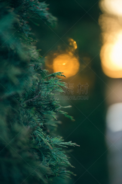 柏树,灌木,垂直画幅,留白,公园,枝繁叶茂,无人,早晨,户外,针叶