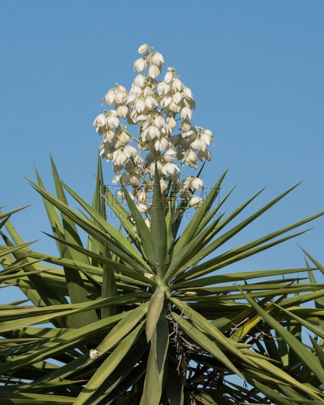 丝兰,垂直画幅,天空,无人,夏天,户外,特写,棕榈树,白色,植物