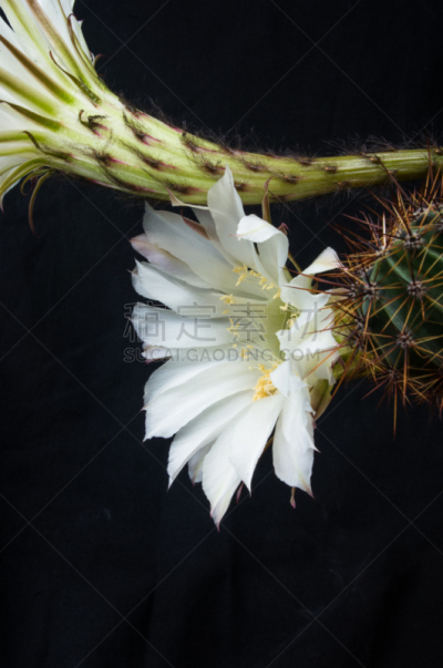 仙人掌,桶仙人掌,垂直画幅,芳香的,下水塞,装管,荆棘,尖利,夏天,干的