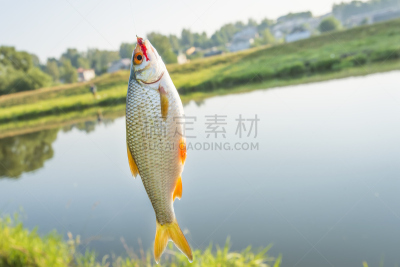 鱼类,鱼钩,常见的蟑螂,自然,水平画幅,小的,动物身体部位,夏天,草,咬