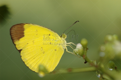 新加坡市,草黄,巧克力糖,纱丽,butterfly garden,动物长鼻,弱点,硫磺,休闲活动,优美