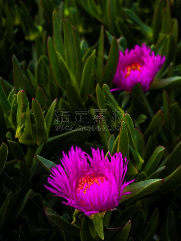 自然,黄色,粉色,垂直画幅,图像,肉质植物,花瓣,冰草,春天,花头