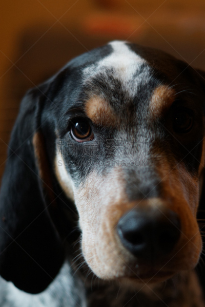 狗,动物眼睛,猎熊犬,垂直画幅,注视镜头,无人,褐色眼睛,动物耳朵,动物身体部位,猎犬