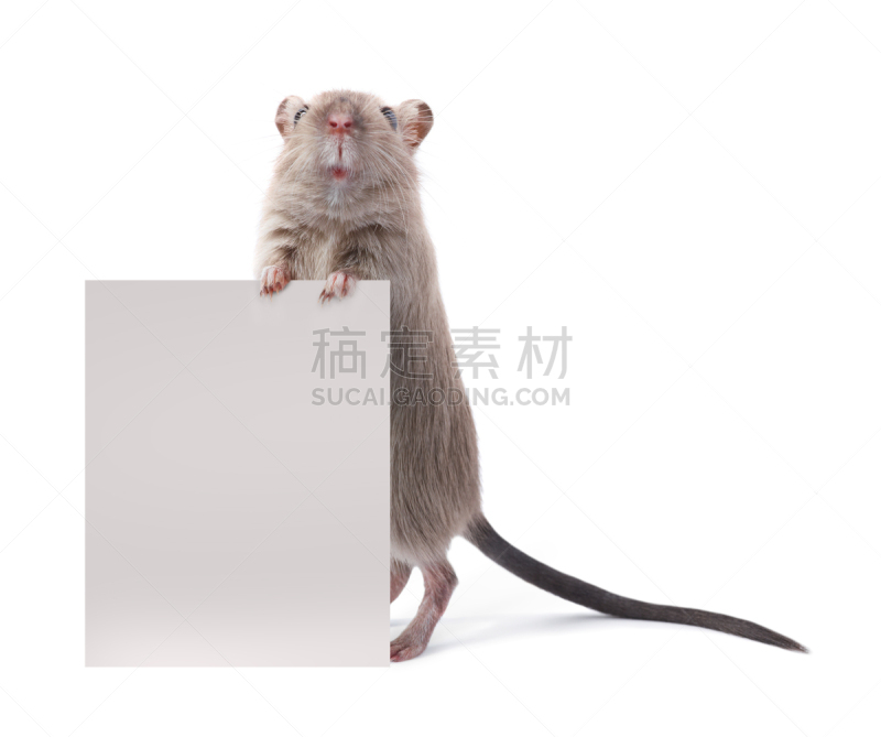 可爱的,啮齿目,标志,拿着,老鼠,鼠,沙鼠,动物,动物杂技,驯养动物
