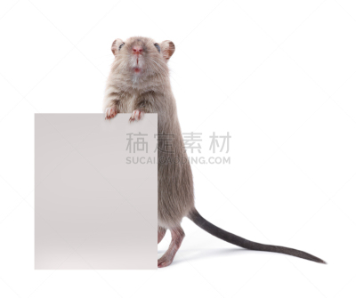 可爱的,啮齿目,标志,拿着,老鼠,鼠,沙鼠,动物,动物杂技,驯养动物