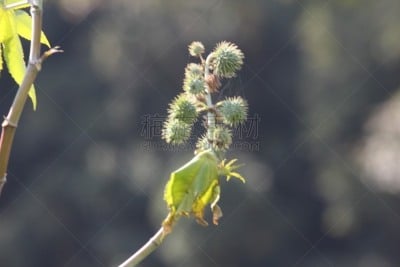 蓖麻,自然,水平画幅,绿色,水果,无人,有毒生物体,健康保健,果树,生物学