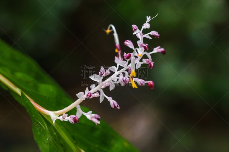 紫色,花序,姜科,特写,泰国,龙,植物,彩色图片,热带气候,植物学