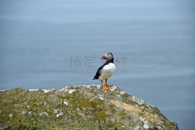 岛,角嘴海雀,水,天空,美,褐色,水平画幅,无人,鸟类,麦鸡亚科