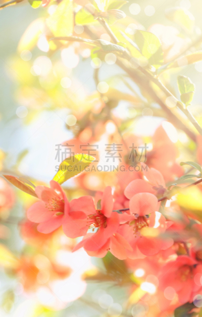 春天,夏天,日本,自然,垂直画幅,温柏,阶调图片,非凡的,文字,花