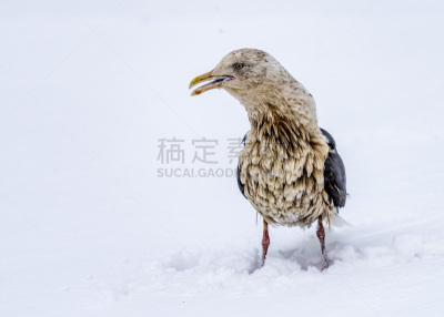 白色,自然,野生动物,图像,雪,海洋,美,太平洋,野外动物,动物