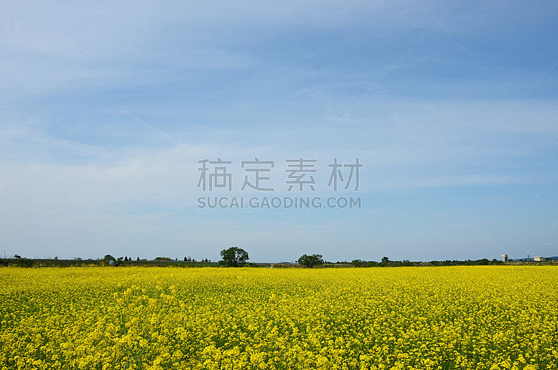 油菜花,花朵,自然,水平画幅,无人,户外,农作物,植物,黄色,2015年