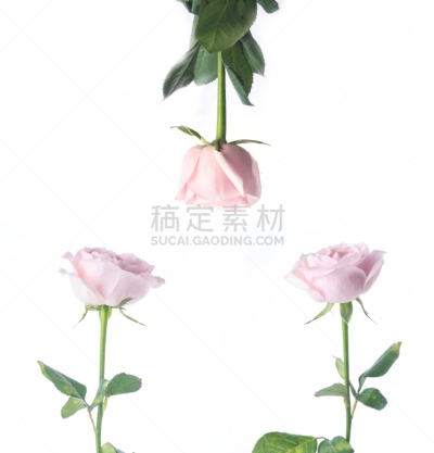 玫瑰,自然美,芳香的,贺卡,浪漫,蔷薇科,植物,背景,节日,礼物