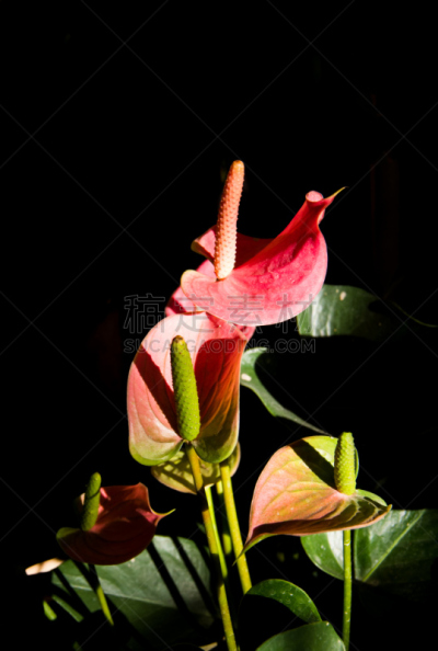 红色,肉穗花序,垂直画幅,美,户外,雨林,刚性,植物,热带气候,植物学