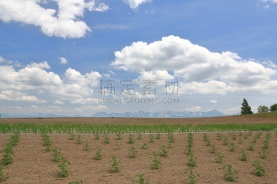 北海道,日本,地形,富良野盆地,美瑛町,自然,水平画幅,山,无人,度假