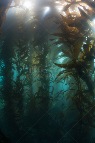 巨大的,海藻林,垂直画幅,水,水肺潜水,水下,气候与心情,生态多样性,戏剧性的景观,giant海藻灰