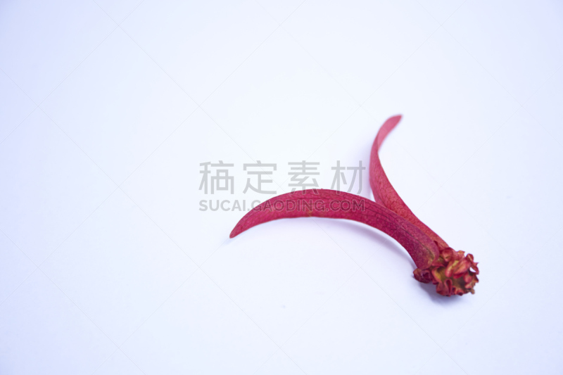 种子,药,泰国,公园,干花,动物皮,植物,热带树,水果,户外