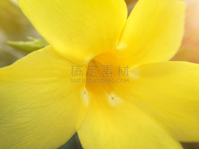 软枝黄蝉,自然,美,水平画幅,无人,特写,泰国,植物,黄色,植物学