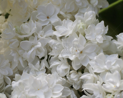 丁香花,白色,大特写,特写,深情的,背景,Pretty Phacelia,香水柜台,紫色,花