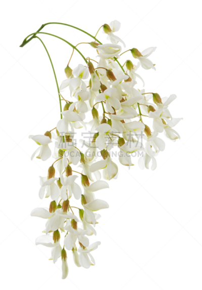 蜂蜜,春天,植物,白色,白色背景,画笔,花朵,金合欢树,分离着色,花