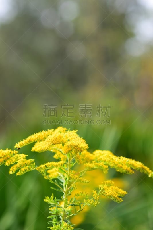 散焦,森林,美洲蒲葵,背景,自然,垂直画幅,低视角,麦迪逊,麦迪逊县,美国