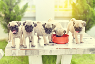 可爱的,巴哥犬,小狗,弹球,桌子,热,纯种犬,食品,泰国,蜱