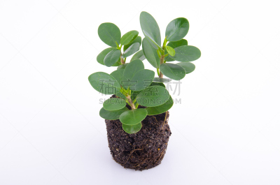 白色,绿色,树苗,分离着色,新的,水平画幅,枝繁叶茂,无人,泥土,夏天