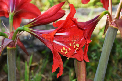 仅一朵花,百合花,红色,美,芳香的,水平画幅,无人,夏天,异国情调,户外
