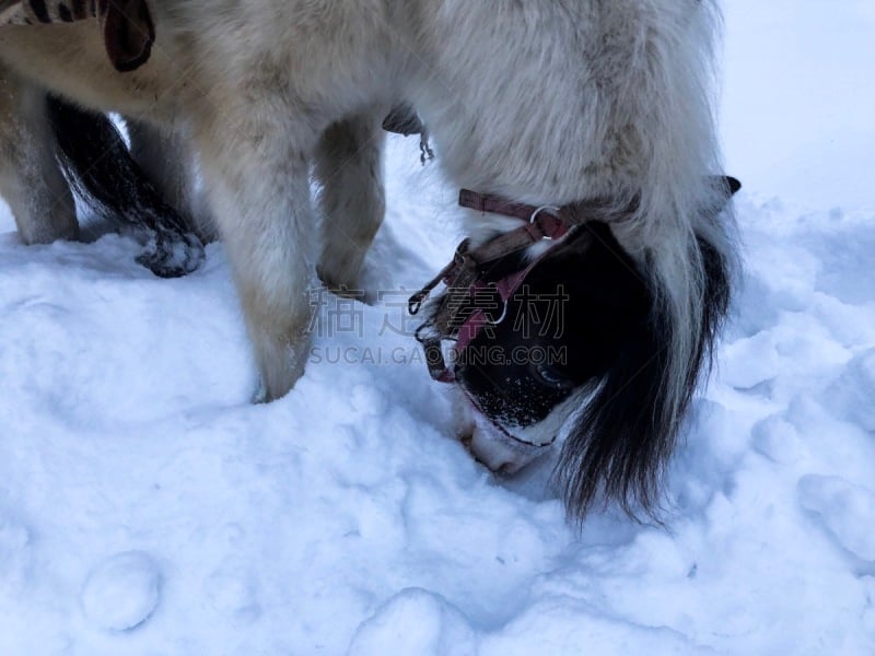 马,雪,乐趣,鞍马,有蹄哺乳动物,小马,马属,小的,动物,动物习性